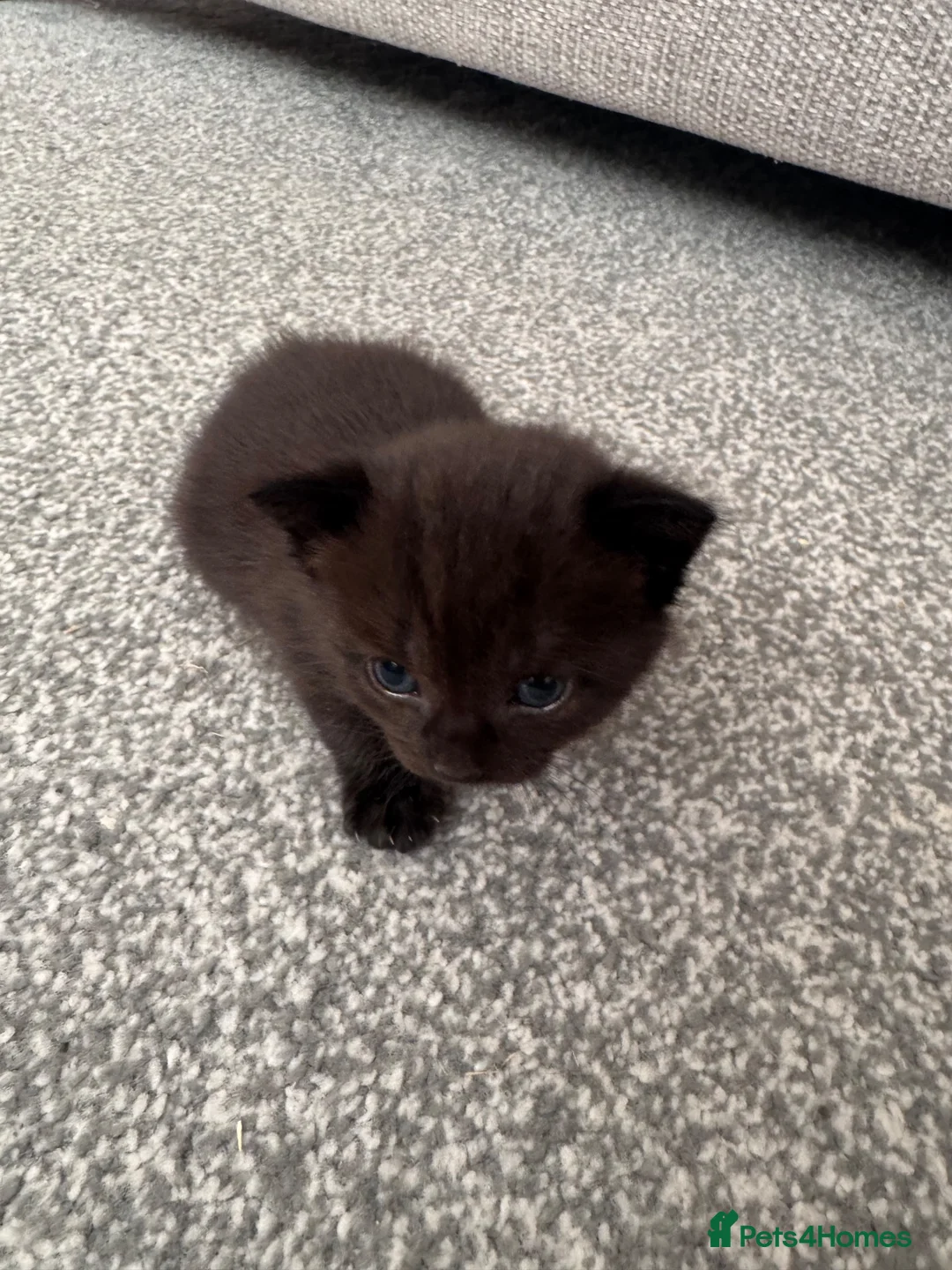 British Shorthair cats for sale: 6 adorable kittens - Advert 17