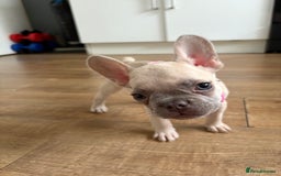French Bulldog dogs for sale: Last 3 pups available !!Kc French bulldog puppy’s  - Image 34
