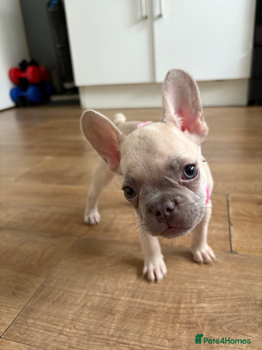 French Bulldog dogs for sale: Last 3 pups available !!Kc French bulldog puppy’s  - Image 34