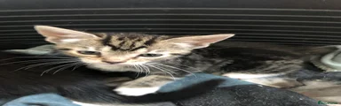 Domestic Shorthair Kitten 3