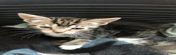 Domestic Shorthair cats for sale: Lovely kittens  - Advert 4