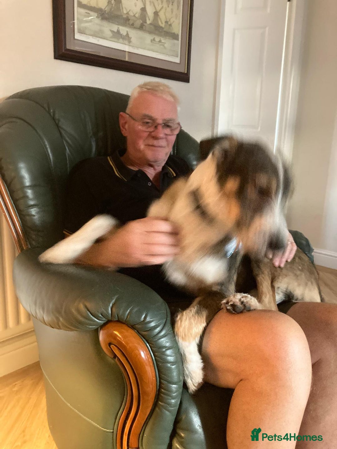 Mixed Breed dogs for adoption: 🐾💛 DIGBY – The Affectionate Big Softie! 💛🐾 - Advert 22