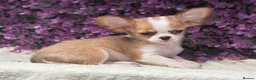 Chihuahua dogs for sale: Ready now Stunning long coat chihuahua’s  - Advert 11