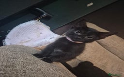 Mixed Breed cats for sale: Adorable black kittens for sale  - Image 13