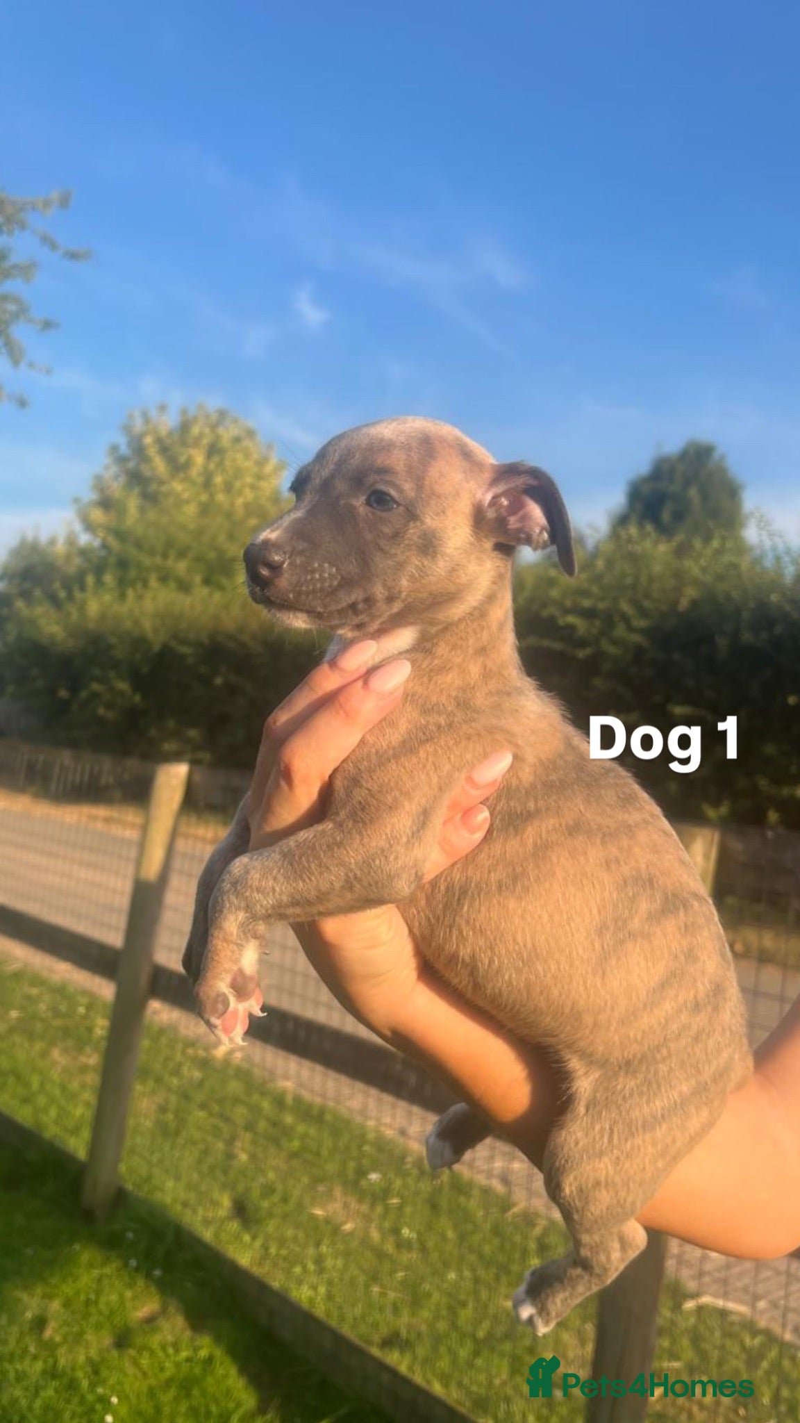 Whippet dogs 8 KC registered whippet pups - Advert 2
