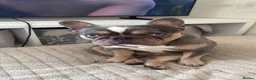 French Bulldog dogs for sale: French bulldog Rocky - Advert 2