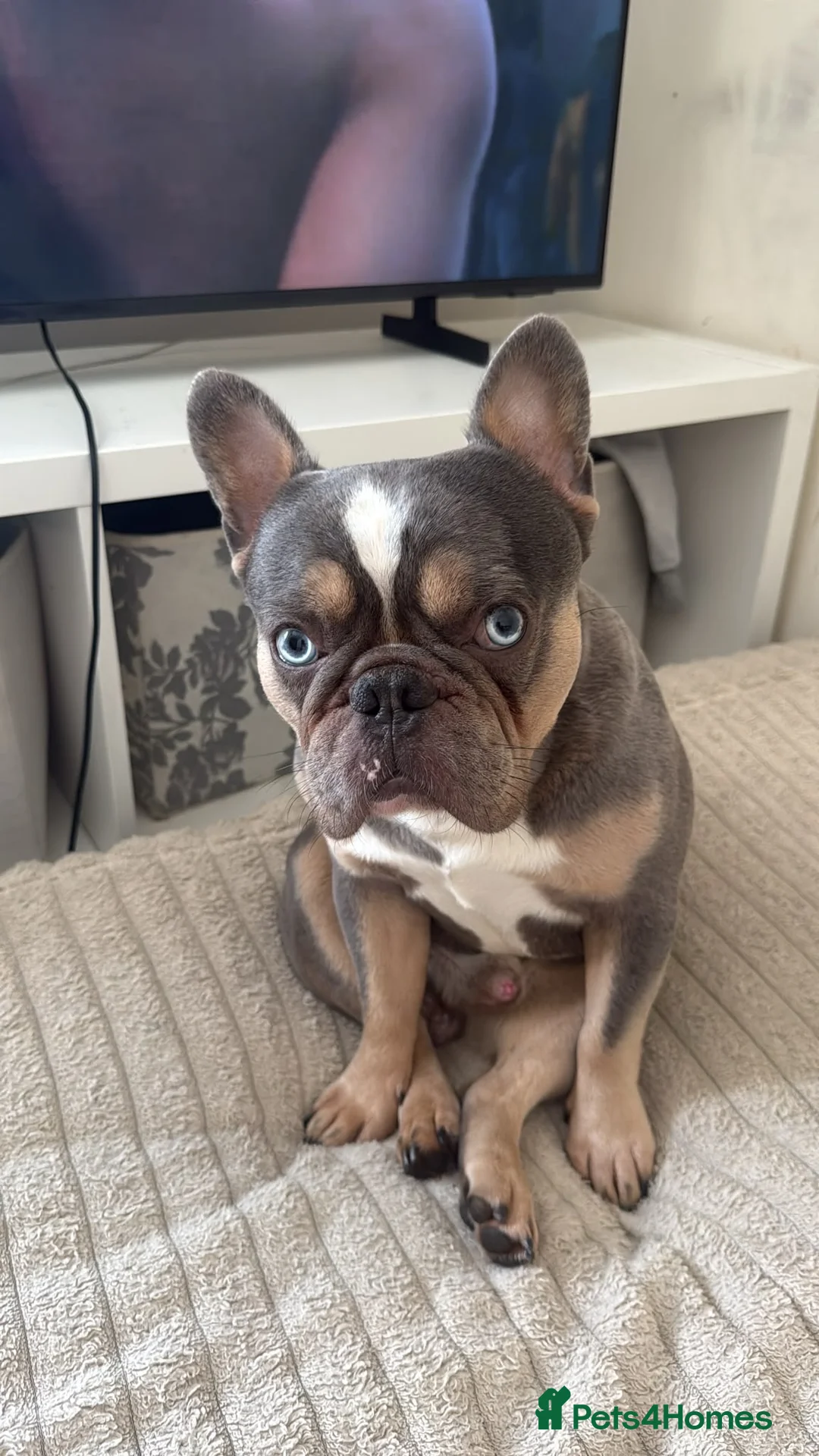 French Bulldog dogs for sale: French bulldog Rocky - Advert 2