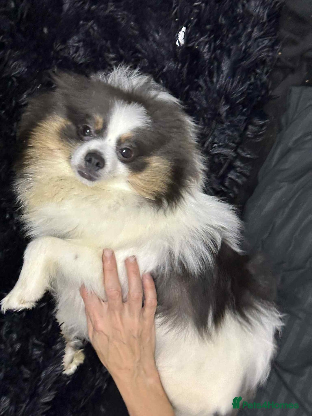 Pomeranian dogs for sale: Rare Pomeranian blue eyed puppys - rare colours - Image 13