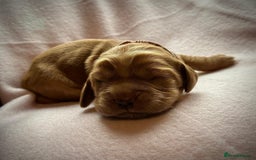 Sprocker dogs for sale: 9 gorgeous Sprocker pups - Image 30
