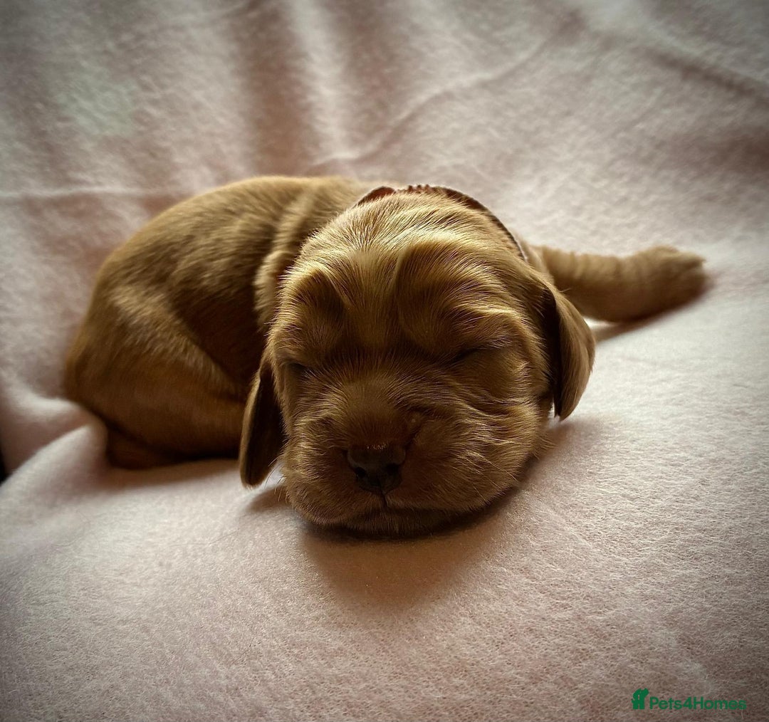 Sprocker dogs for sale: 9 gorgeous Sprocker pups - Image 30