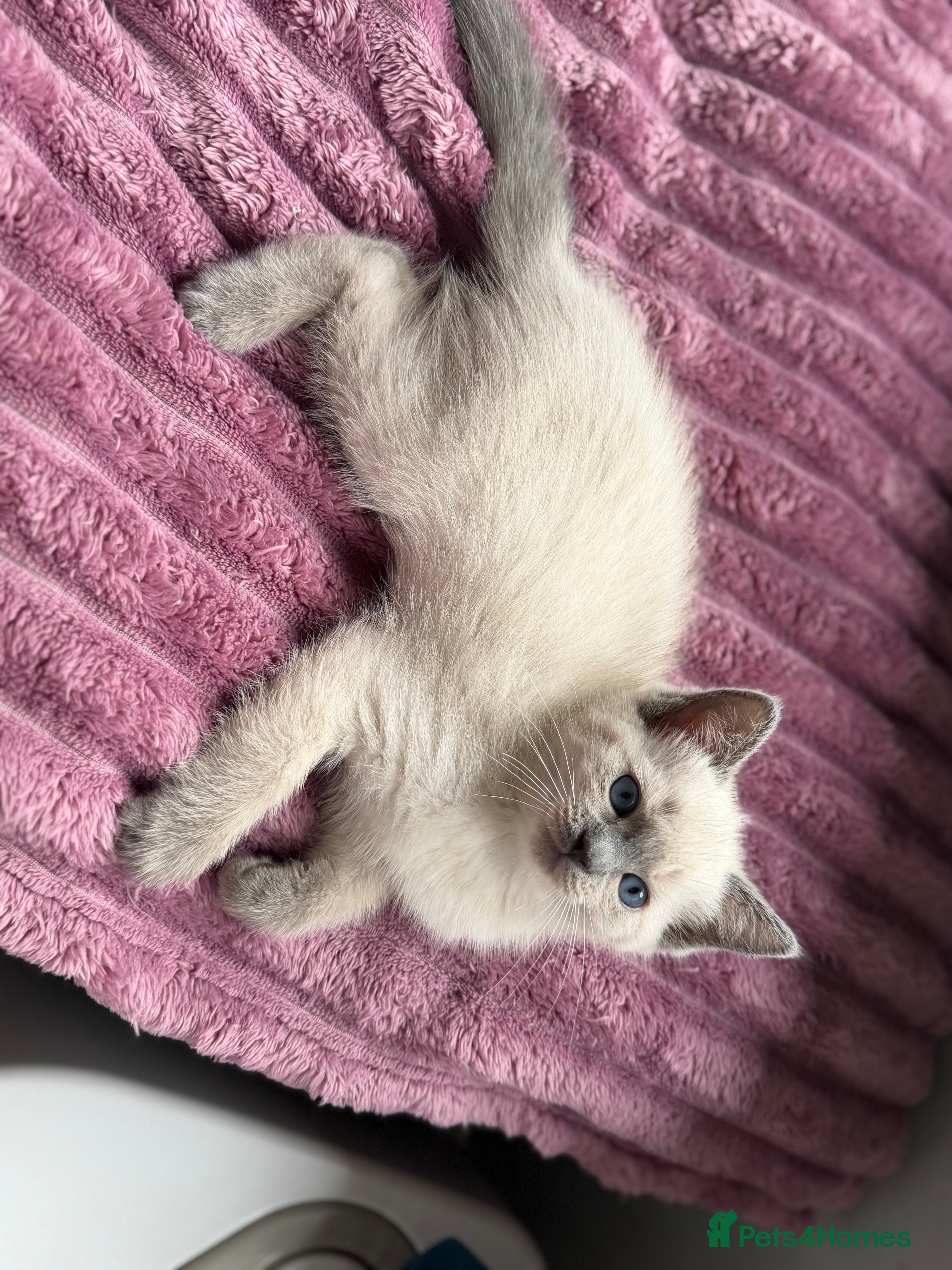 Mixed Breed cats Beautiful Ragdoll Cross Kittens – Available - Advert 2
