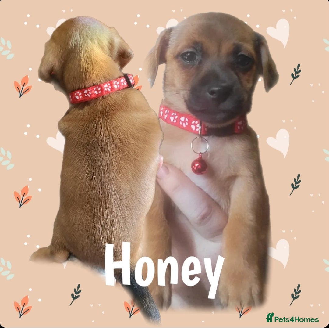 Jack Russell dogs for sale: miniature Jack Russell Puppies - Image 12