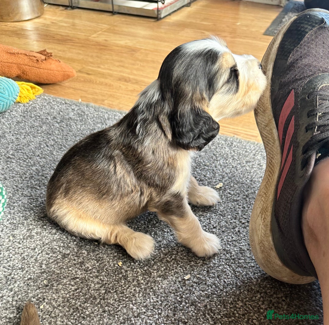 Cocker Spaniel dogs for sale: Beautiful sable puppies - Image 7