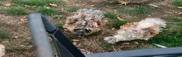 Chickens poultry for sale: FRAZZLE .X. SILKIE CHICKS - Advert 1