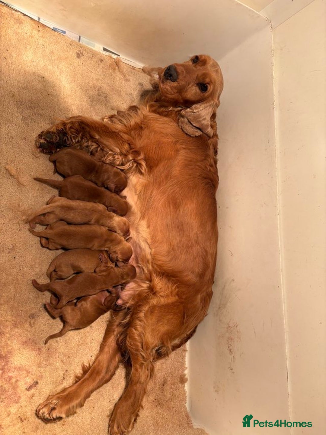 Cockapoo dogs for sale: F1 cockapoo puppies READY NOW - Image 5