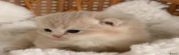 British Shorthair cats for sale: BSH Golden kittens,exc quality, registered  - Advert 11
