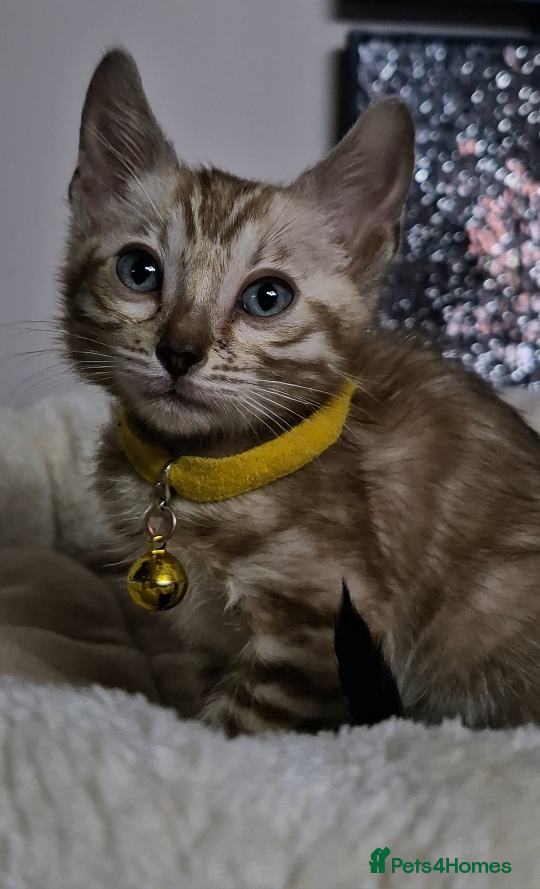 Bengal cats for sale: TICA Genetic & Health Tested Bengal Kittens  - Image 13