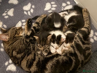 British Longhair cats Beautiful female kitten - Advert 5