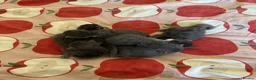 Mixed Breed cats for sale: Ragcoon Kittens - Advert 3