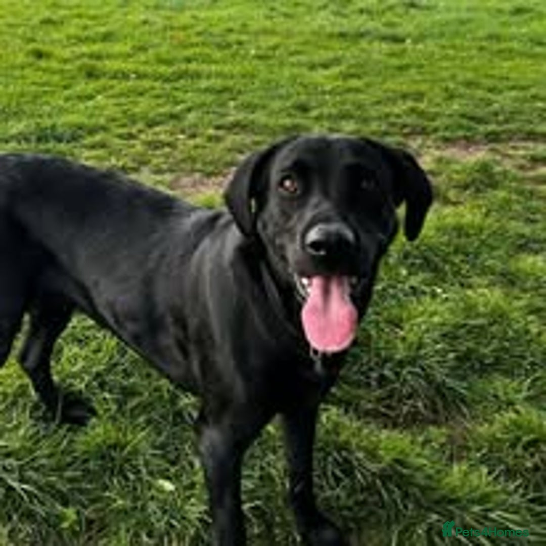 Labrador Retriever dogs for sale: Labrador Puppies for sale in London -KC registered - Image 2