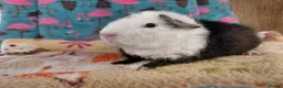 Guinea Pig rodents for sale: Baby Boars In Different Breeds  - Advert 21