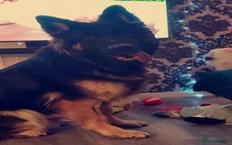 Mixed Breed dogs for sale: Shepweiler puppies READY TO RESERVE! - Image 30