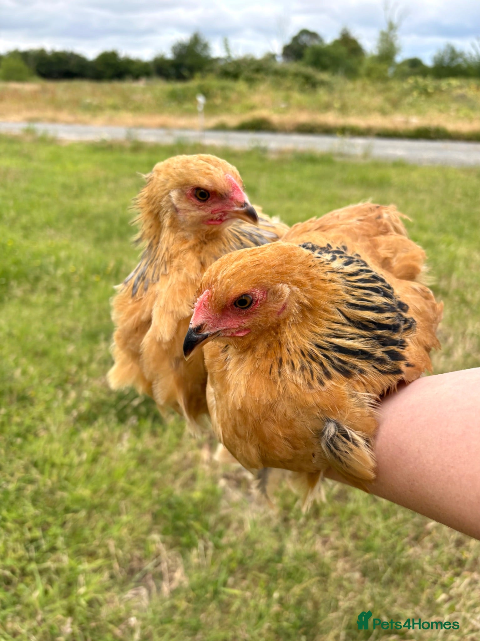 Chickens poultry Large Fowl Brahma Pairs Mixed Colours - Advert 2