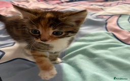 Domestic Shorthair cats for sale: 2 Ginger males 2 calico female 1 tabby female - Image 5