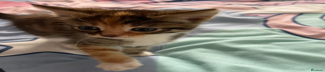 Domestic Shorthair Kitten 5