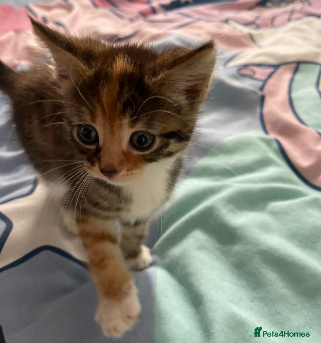 Domestic Shorthair cats for sale: 2 Ginger males 2 calico female 1 tabby female - Image 5