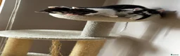 Mixed Breed cats for sale: Kittens in Motherwell - Advert 5