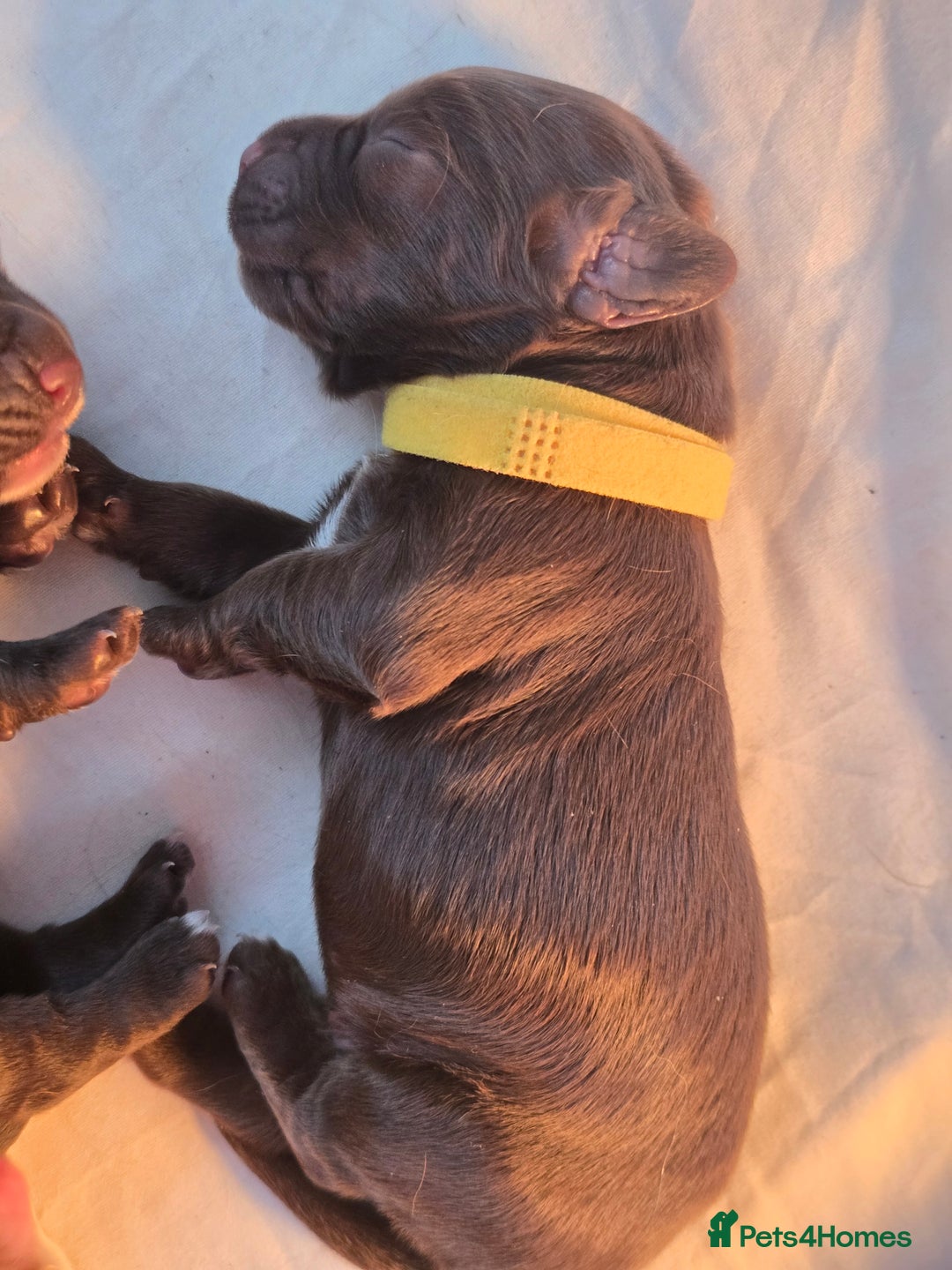 Cocker Spaniel dogs for sale: 5 beautiful cocker spaniel puppies - Advert 3