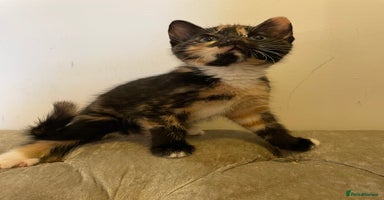 Mixed Breed cats - Advert 3
