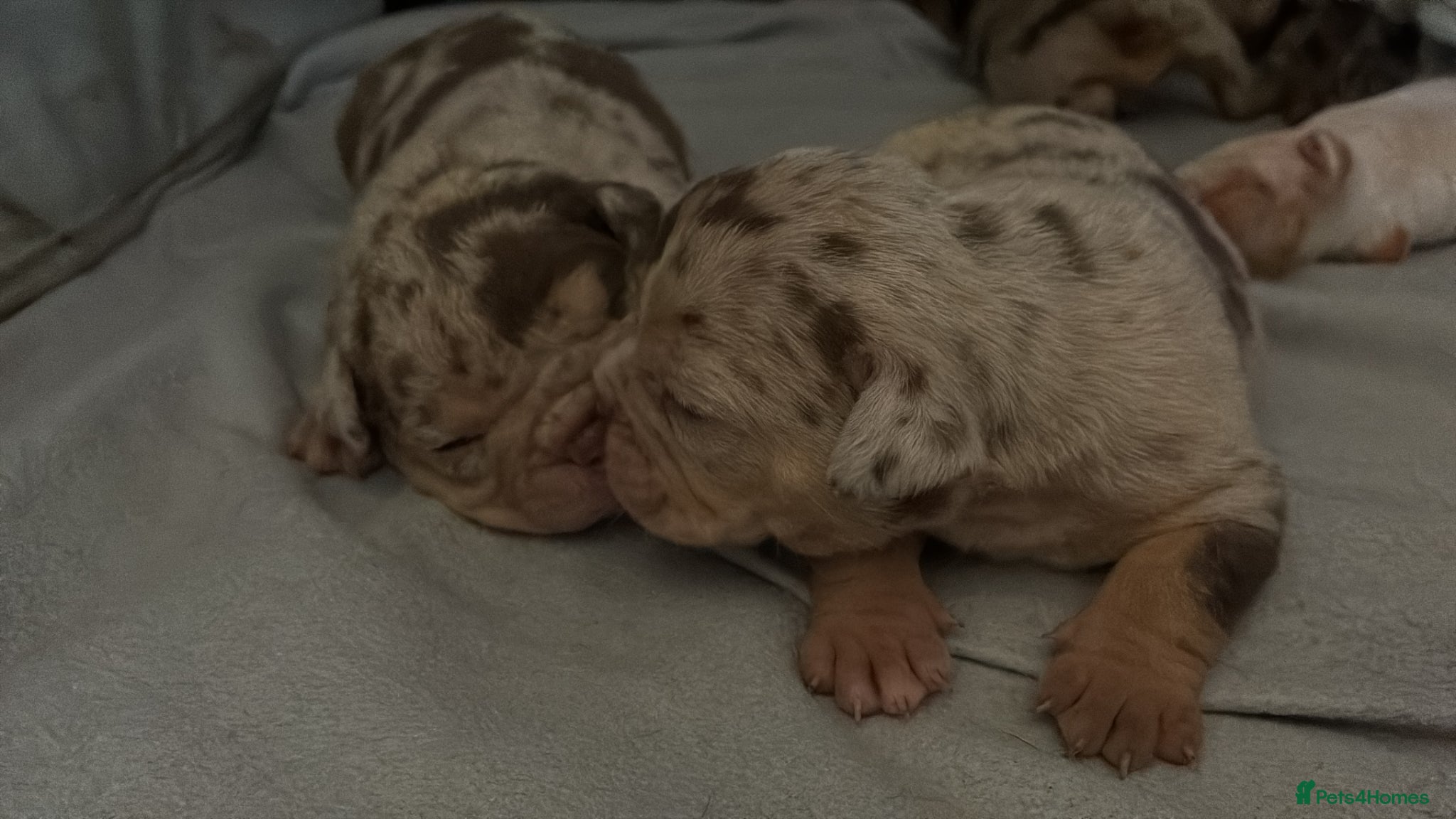 English Bulldog dogs Old English bulldogges - Advert 2