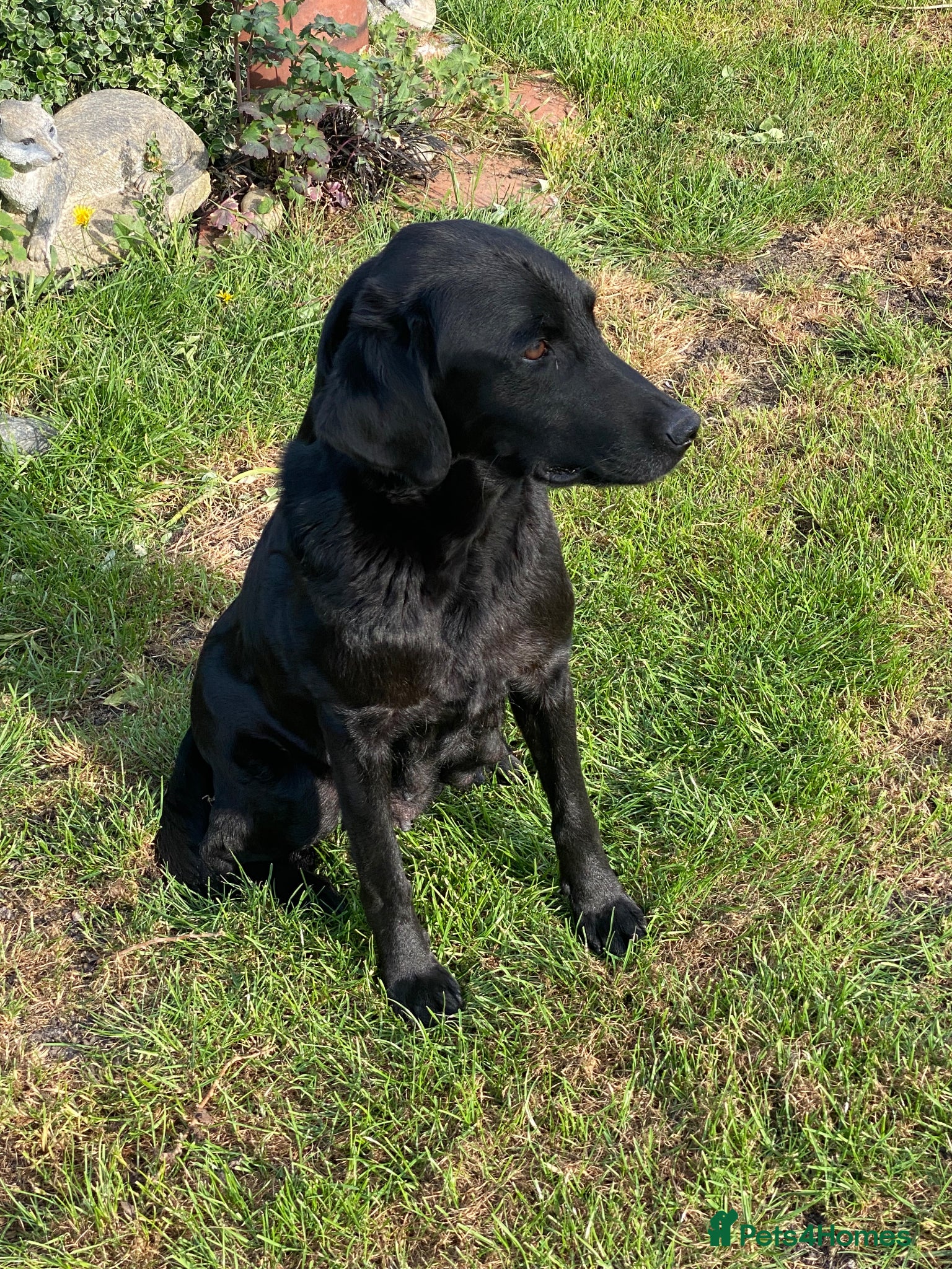 Labrador Retriever dogs Black Labrador Puppies  - Advert 4