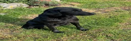 Labrador Retriever dogs for sale: Black Labrador Puppies  - Advert 1