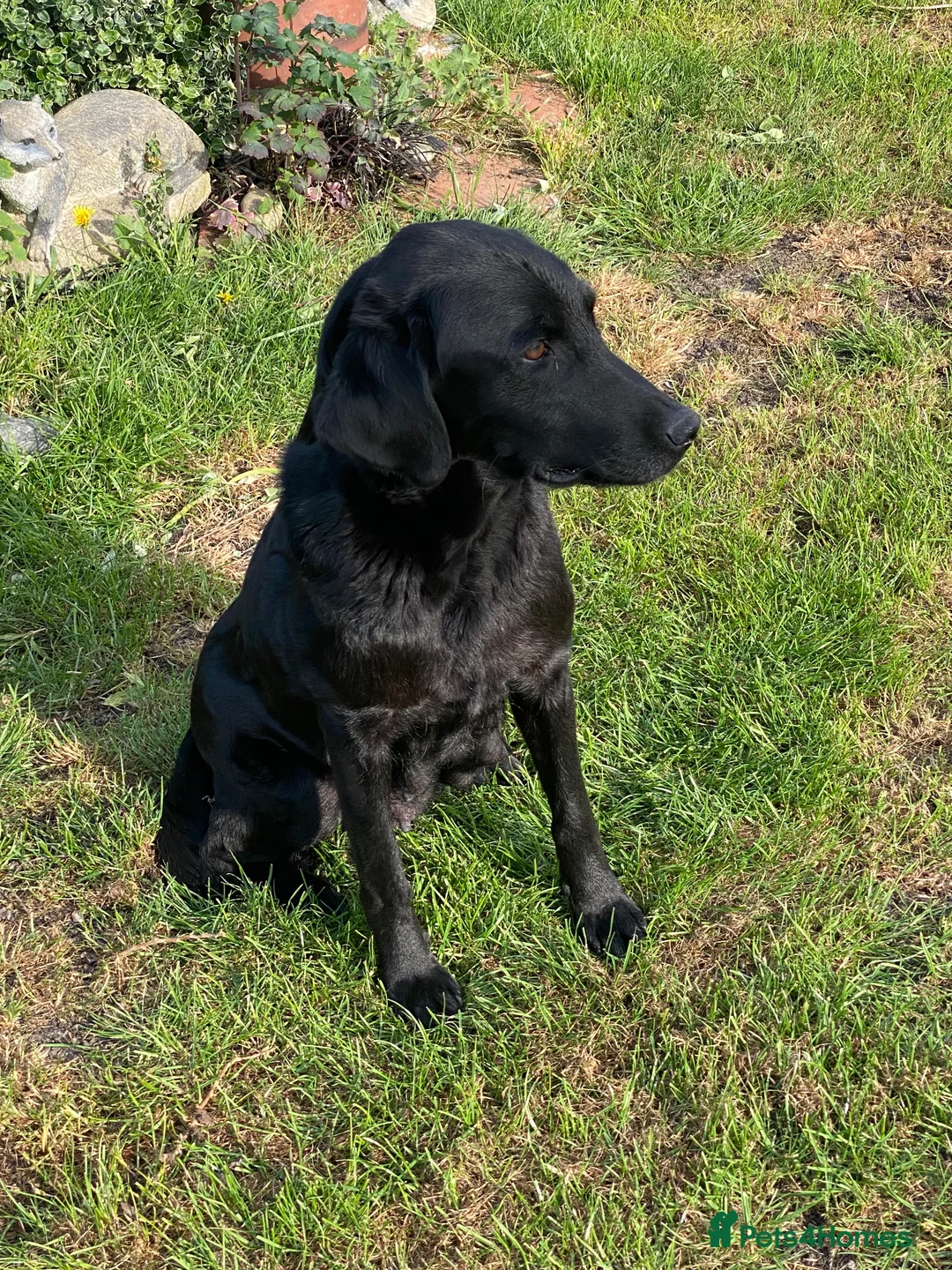 Labrador Retriever dogs for sale: Black Labrador Puppies  - Advert 1