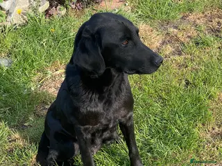 Labrador Retriever dogs Black Labrador Puppies - Advert 16