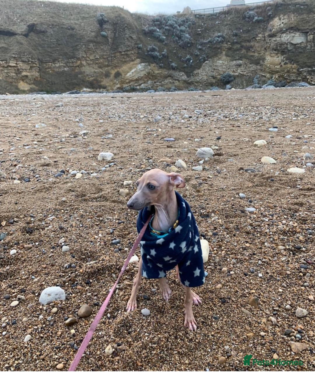 Italian Greyhound dogs for sale: Italian greyhound puppies  - Image 7