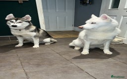 Siberian Husky dogs for sale: 2 male Siberian husky’s free to a good home  - Image 3