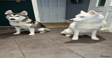 Siberian Husky dogs - Advert 2