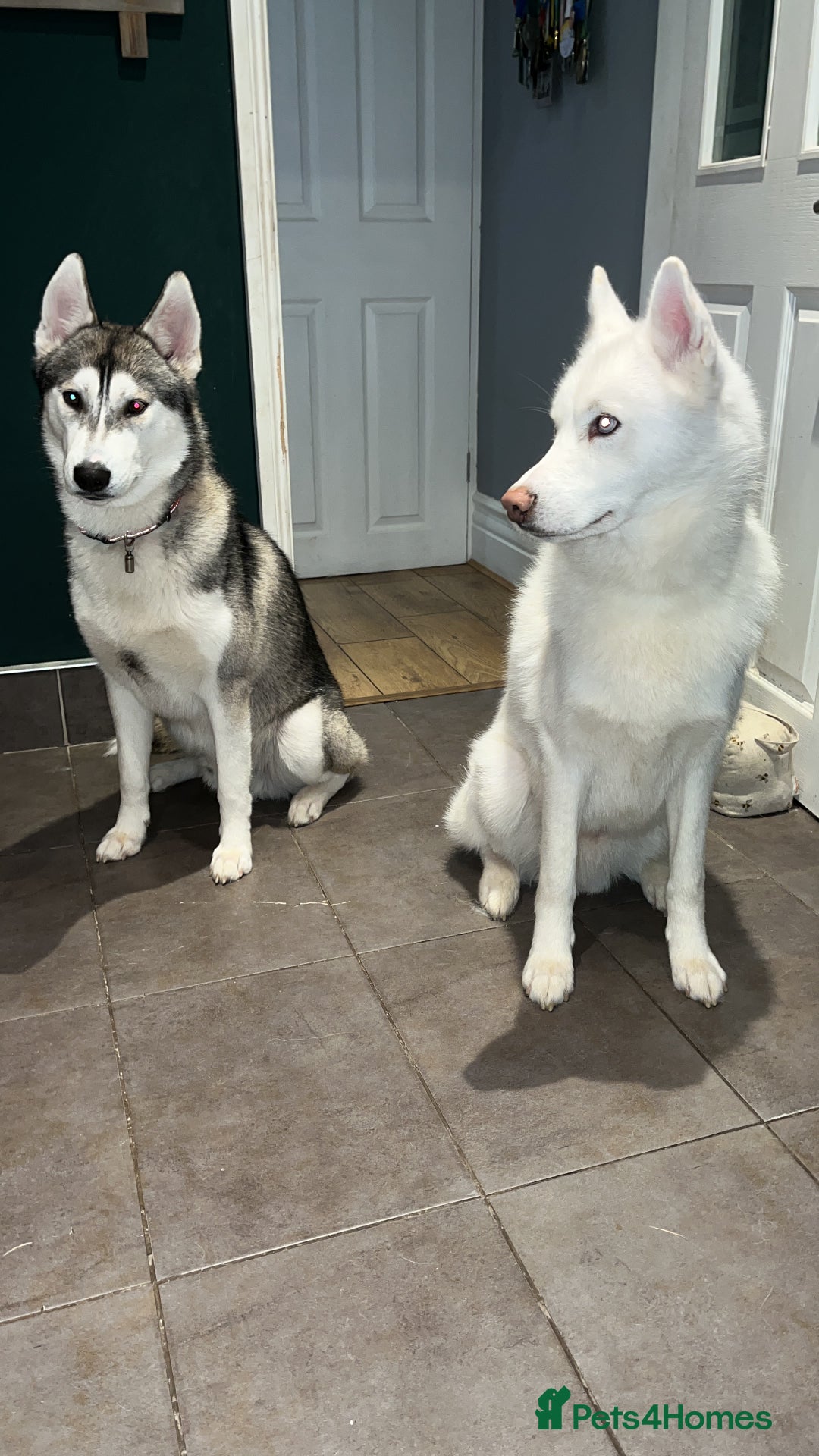 Siberian Husky dogs for sale: 2 male Siberian husky’s free to a good home  - Image 3