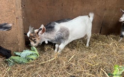 Goats livestock for sale: billy pygmy goats - Image 3