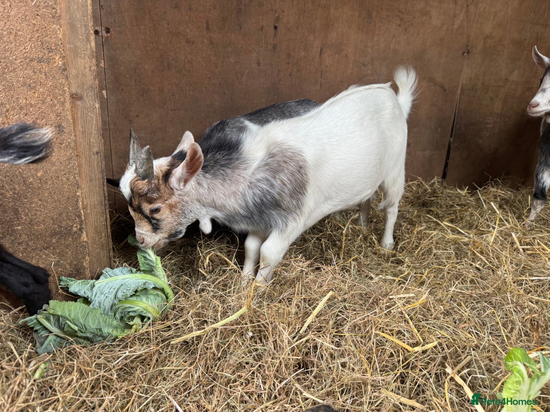 Goats livestock for sale: billy pygmy goats - Image 3