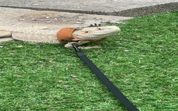 Bearded Dragon reptiles for sale: Breaded dragon - Image 11