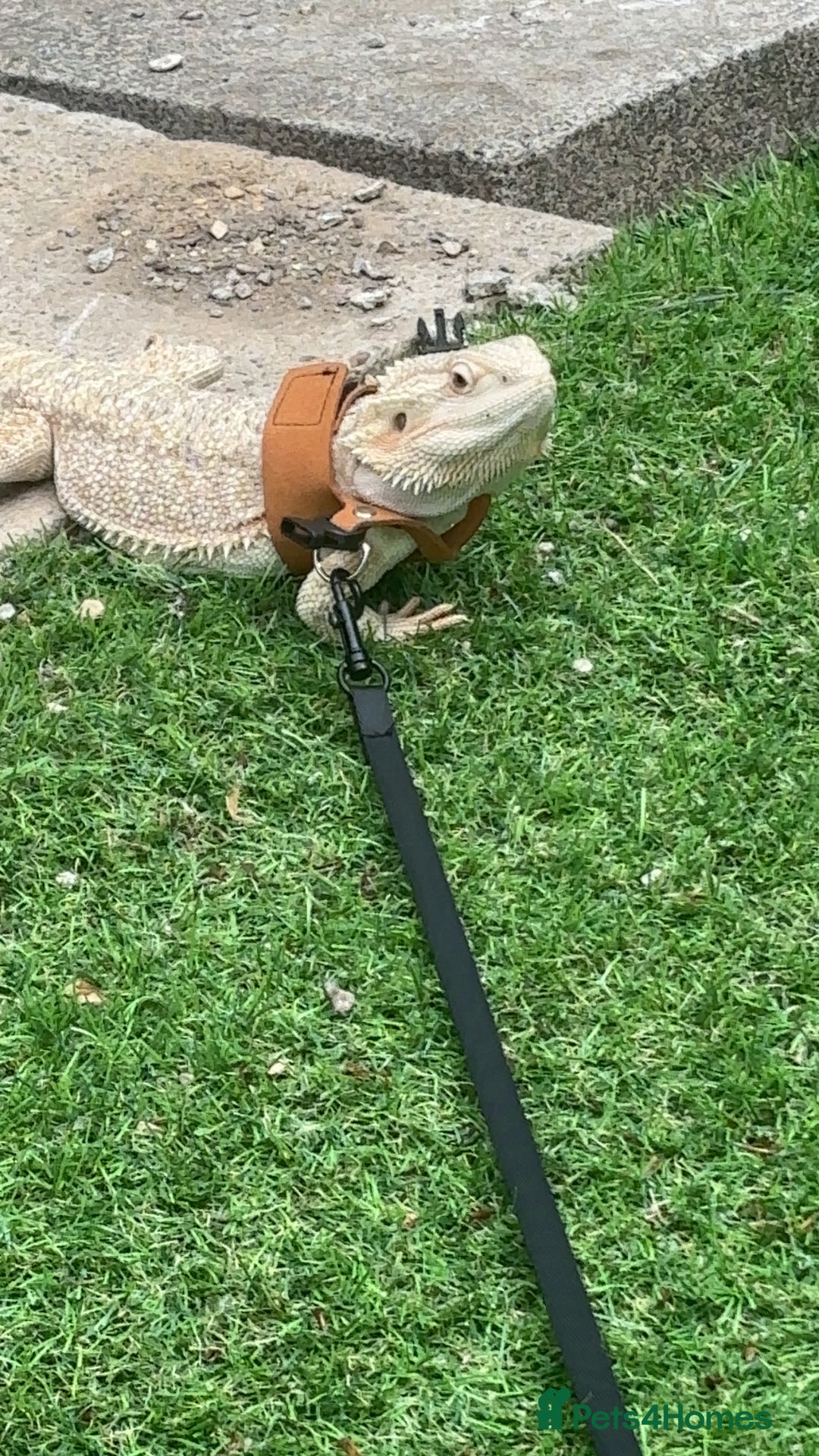 Bearded Dragon reptiles for sale: Breaded dragon - Image 11