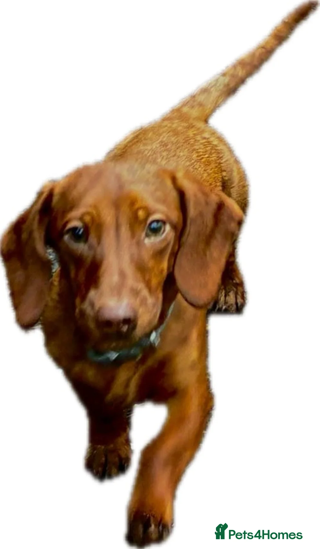 Miniature Dachshund dogs for stud: Hello Ladies! Im Percy 😘 in Newton Abbot - Advert 3