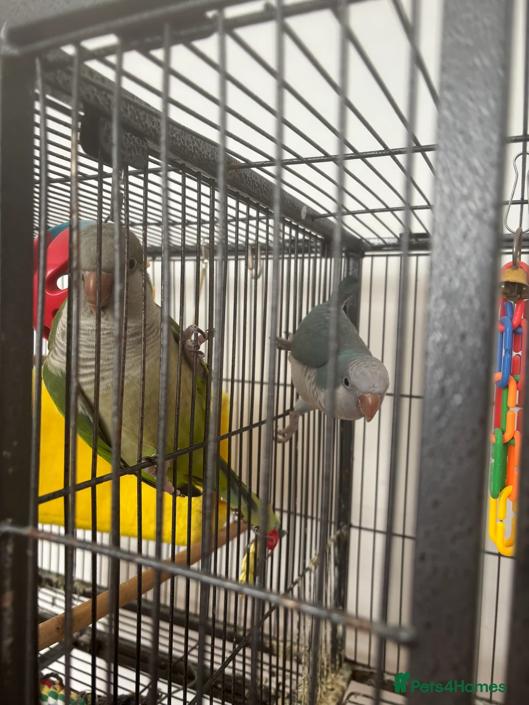 Parakeets birds for sale: 2 Quaker Parrots for Sale  in Clydebank - Advert 1