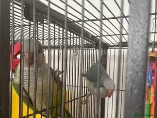 Parakeets birds 2 Quaker Parrots for Sale - Advert 1