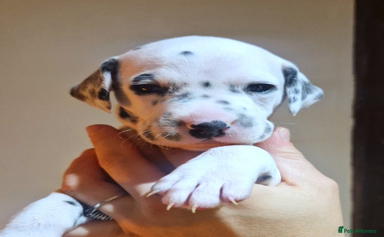 Dalmatian dogs ❤️Top class litter of quality KC Dalmatians❤️ - Advert 1